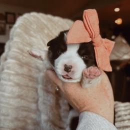 Marnie - Black and tan female Pembroke Welsh Corgi puppy in La Porte City, Iowa from Cedar River Corgis