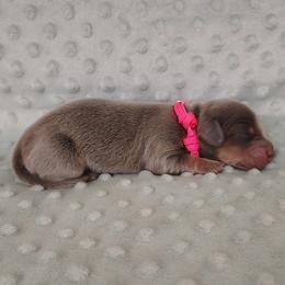 Puppy 1 - Blue and tan male Dachshund puppy in Krum, Texas from Dots N Spots Dachshunds