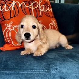 Mr Brown - Cream male Dachshund puppy in Ocala, Florida from Island Farms Mimi’s Dachshunds Florida