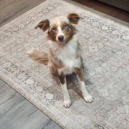 Sisu - Toy Australian Shepherd