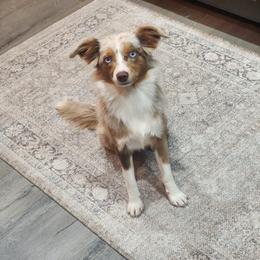 Sisu - Toy Australian Shepherd
