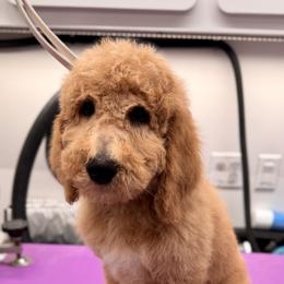 Scout - Yellow and white male Bernedoodle puppy in Yarnell, Arizona from Boulder Mountain Doodles