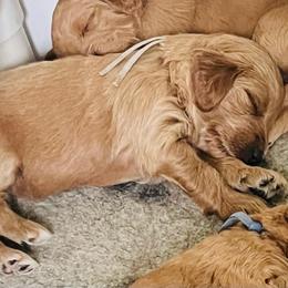 Gray collar - Apricot female Labradoodle puppy in Mechanicville, New York from Deuce's Doodles