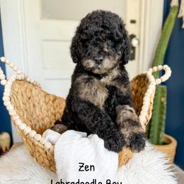 Zen the unique marked merle - Merle male Labradoodle puppy in Grove, Oklahoma from Guinn Family Farms