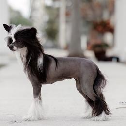 Kenzi - Chinese Crested