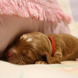 Australian Labradoodle Puppies from Llewellyn's Grove Labradoodles