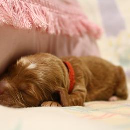 Australian Labradoodle Puppies from Llewellyn's Grove Labradoodles