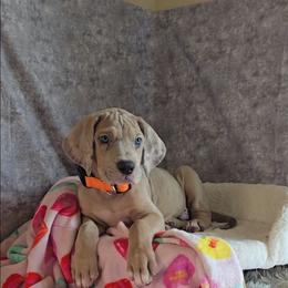 Mummy - Merle male Great Dane puppy in Caldwell, Idaho from Miner's Dynamic Danes