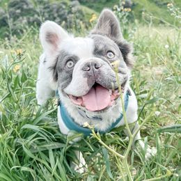 Spiffy - French Bulldog