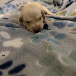 Moen - Cream female Dachshund puppy in Conroe, Texas from R&M Dachshunds