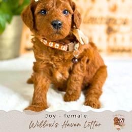 Joy - Red  female Goldendoodle puppy in Atlanta, Georgia from Teddy Puppies