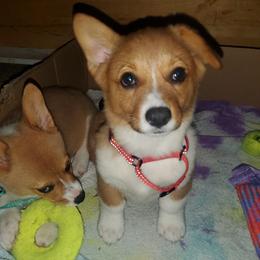 Pembroke Welsh Corgi Puppies from Tiny Titans K9