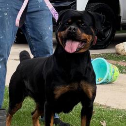 Pinky - Rottweiler