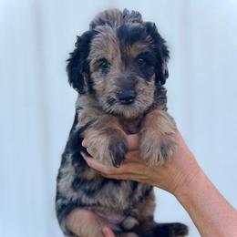 Roger - Merle male Assorted Doodle Crosses puppy in Kansas City, Missouri from Beary GoldenDoodles