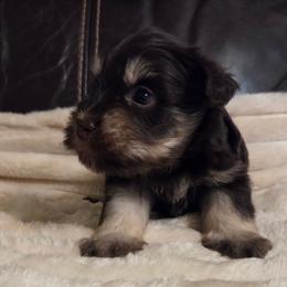 Orion - Liver male Miniature Schnauzer puppy in Graham, Washington from Olivia's Miniature Schnauzer's