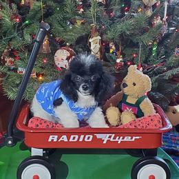 Mr. Cookie - Poodle