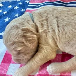 Washington - Apricot male Goldendoodle puppy in Tybee Island, Georgia from Castaway Doodles