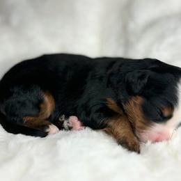 Belle - Tri-color female Bernedoodle puppy in Sugarcreek, Ohio from Cuddly Companion Doodles