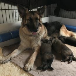 Shiloh Shepherd Puppies from Super Nova Shilohs