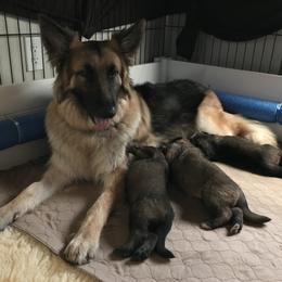 Shiloh Shepherd Puppies from Super Nova Shilohs