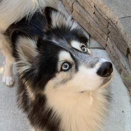 Walter - Pomsky