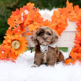 Chip - Chocolate male Cavapoo puppy in Statesville, North Carolina from Doodle Babies