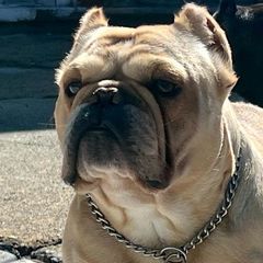 Shorty Bulls from YS Shorty Bulls