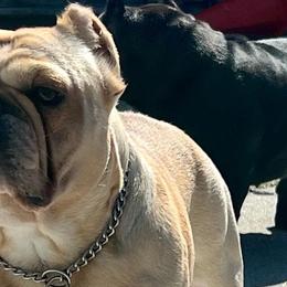 Shorty Bulls from YS Shorty Bulls