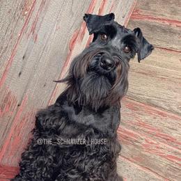 Miniature Schnauzers from The_Schnauzer_House