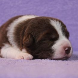 Australian Shepherd Puppies from Starlit Grove Australian Shepherds