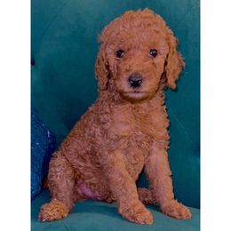 Poodle Puppies from Almighty Poodles