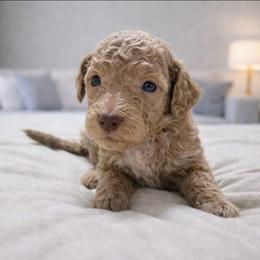 Abliene - Cream female Goldendoodle puppy in Pittsburg, Texas from Grace Springs Goldendoodles