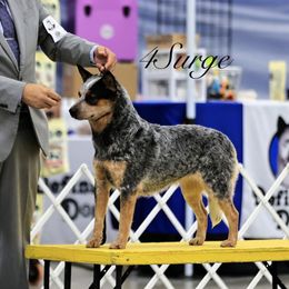 Raven - Australian Cattle Dog