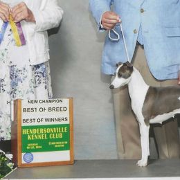 Prada - Italian Greyhound