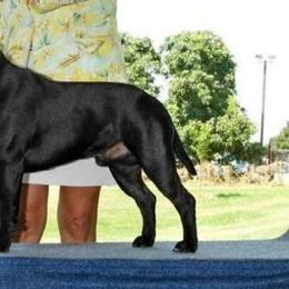 Staffordshire Bull Terrier All Grown Up from Dyna Staffs