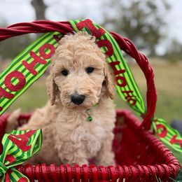 Holly - Cream female Goldendoodle puppy in Willacoochee, Georgia from Kitandkboodle's Doodles
