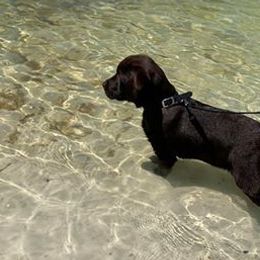 Labrador Retrievers and Teddy Roosevelt Terriers from Fullmoon