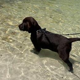 Labrador Retrievers and Teddy Roosevelt Terriers from Fullmoon