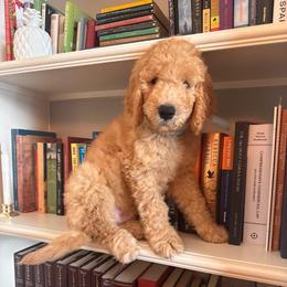 Harry (the second) - Cream male Goldendoodle puppy in De Land, Florida from Rezapour Doodle Estate