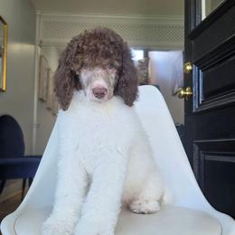 Yankee - Parti male Poodle puppy in Plainfield, New Jersey from Caris Paws Poodles and Labradoodles