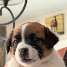 Banner - Tri-color male Jack Russell Terrier puppy in Berthoud, Colorado from Shelby Burleson's Golden Retrievers and Jack Russell Terriers