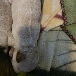 Boy 1 - White male Shih Tzu puppy in Rockmart, Georgia from Sonya Garrett