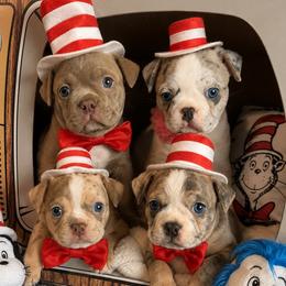 Companion Cross puppies from Angie's Little Bostons And Frenchies