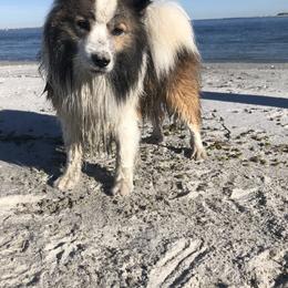 Tury - Icelandic Sheepdog
