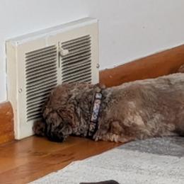 Shihpoos and Shih Tzus from Pattersons Luv K-9s