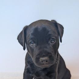 Hoosker Doo - male Patterdale Terrier puppy in Yucaipa, California from Moormont Kennels
