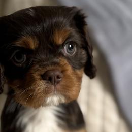 Cavalier King Charles Spaniels, Cavapoos, and Goldendoodles from By Design Doodles