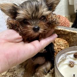 Winnie - Black and tan female Yorkshire Terrier puppy in Rockdale, Texas from Susie Pounders