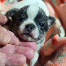 ViVi - Blue and white female Chihuahua puppy in Gerald, Missouri from OutLaw Chihuahua's