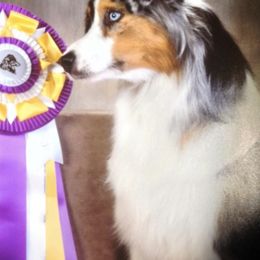 Australian Shepherds from Peppered Acres